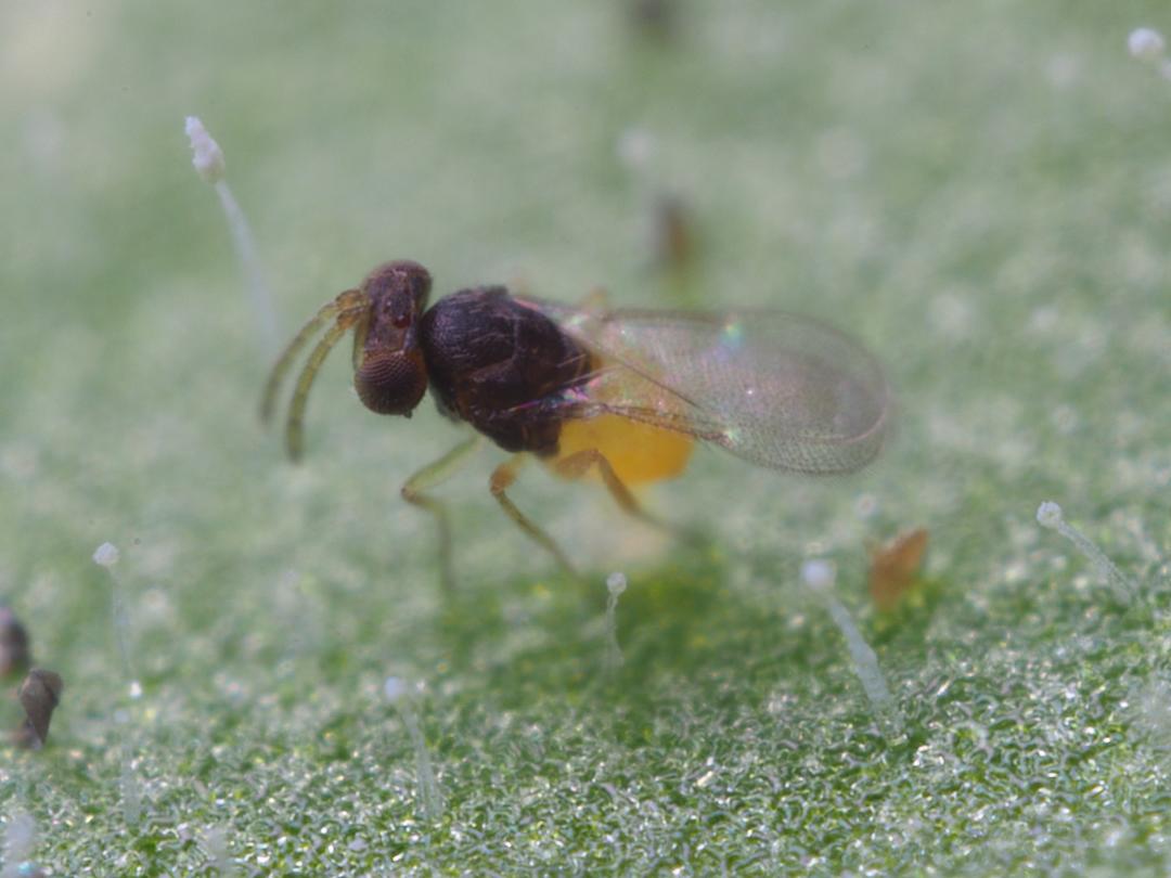 Encarsia formosa adulte